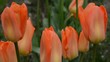 Tulpen im kräftigem orange