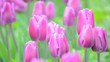 Pinkes Blütenmeer (Tulipa)