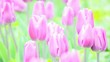 Violette Tulpen (Tulipa), wie gemalt