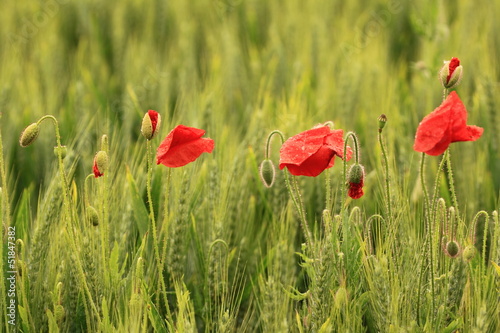 Photo: Blé et coquelicots Blé et coquelicots