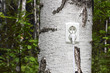 Photo: power receptacle and switchplug on a tree power receptacle and switchplug on a tree