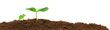 Small cucumber seedling