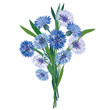 Illustration: flower bouquet. floral vector illustration. cornflower isolated flower bouquet. floral vector illustration. cornflower isolated