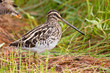 African snipe in wetland
