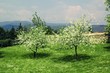 beautiful nature