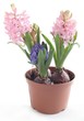 Foto: pink and lila hyacinth plant blooming pink and lila hyacinth plant blooming