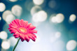 gerbera flower on shiny bokeh background