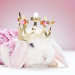 Photo: white baby rabbit with golden crown white baby rabbit with golden crown