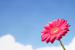 gerbera flower on sky background
