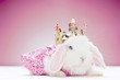Foto: white baby rabbit with golden crown white baby rabbit with golden crown