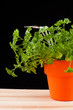 gardening time parsley and tools isolated on black