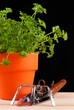 gardening time parsley and tools isolated on black