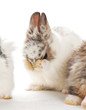 Foto: portrait of baby rabbits cleaning itself portrait of baby rabbits cleaning itself