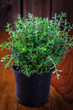 Photo: Marjoram in flower pot Marjoram in flower pot