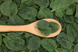 Photo: Spinach Spinach