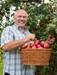 Photo: man with basket of apples man with basket of apples