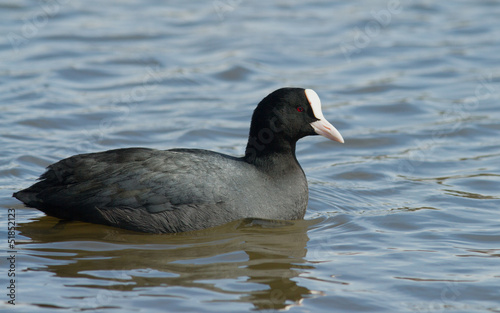 Photo: Common Coot Common Coot