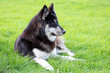Husky Labrador Mischling
