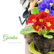 Photo: Colorful primrose flowers and garden tools Colorful primrose flowers and garden tools
