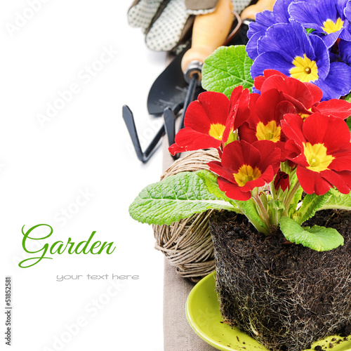 Photo: Colorful primrose flowers and garden tools Colorful primrose flowers and garden tools
