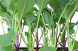 Kohlrabi Setzlinge