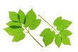 Giersch (Aegopodium podagraria)