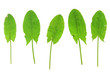 Sauerampfer (Rumex acetosa)