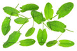 Sauerampfer (Rumex acetosa)