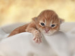 Foto: kitten kitten