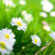 Frühlingswiese - Gänseblümchen