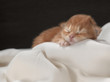 Foto: kitten kitten