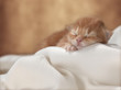 Foto: kitten kitten