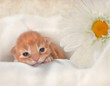 Foto: kitten kitten