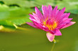 pink lotus flower