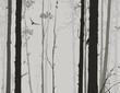 Silhouette Of Deciduous Forest...