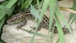 Lizard on the stone. Rack focus and dolly in.