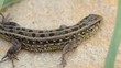 Lizard on the stone. Rack focus and dolly in.