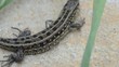 Lizard on the stone. Rack focus and dolly in.