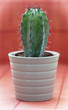 Photo: Green cactus in a flower pot on red background Green cactus in a flower pot on red background
