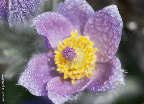 Photo: Detail of pulsatilla slavica Detail of pulsatilla slavica