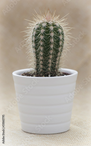 Photo: Prickly cactus in a white flower pot Prickly cactus in a white flower pot