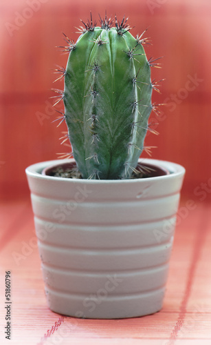 Photo: Green cactus in a flower pot on red background Green cactus in a flower pot on red background