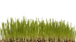 Video: Timelapse of growing grass Timelapse of growing grass