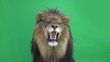 Slow Motion of a Lion roaring in front of a green key