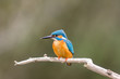 Martin Pescatore sul samo di un albero