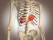 3D Rendering Intestinal internal organ