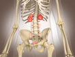 3D Rendering Intestinal internal organ