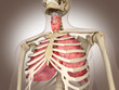 3D Rendering Intestinal internal organ