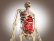 3D Rendering Intestinal internal organ