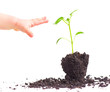 plant